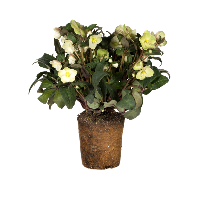Helleborus x ericsmithii